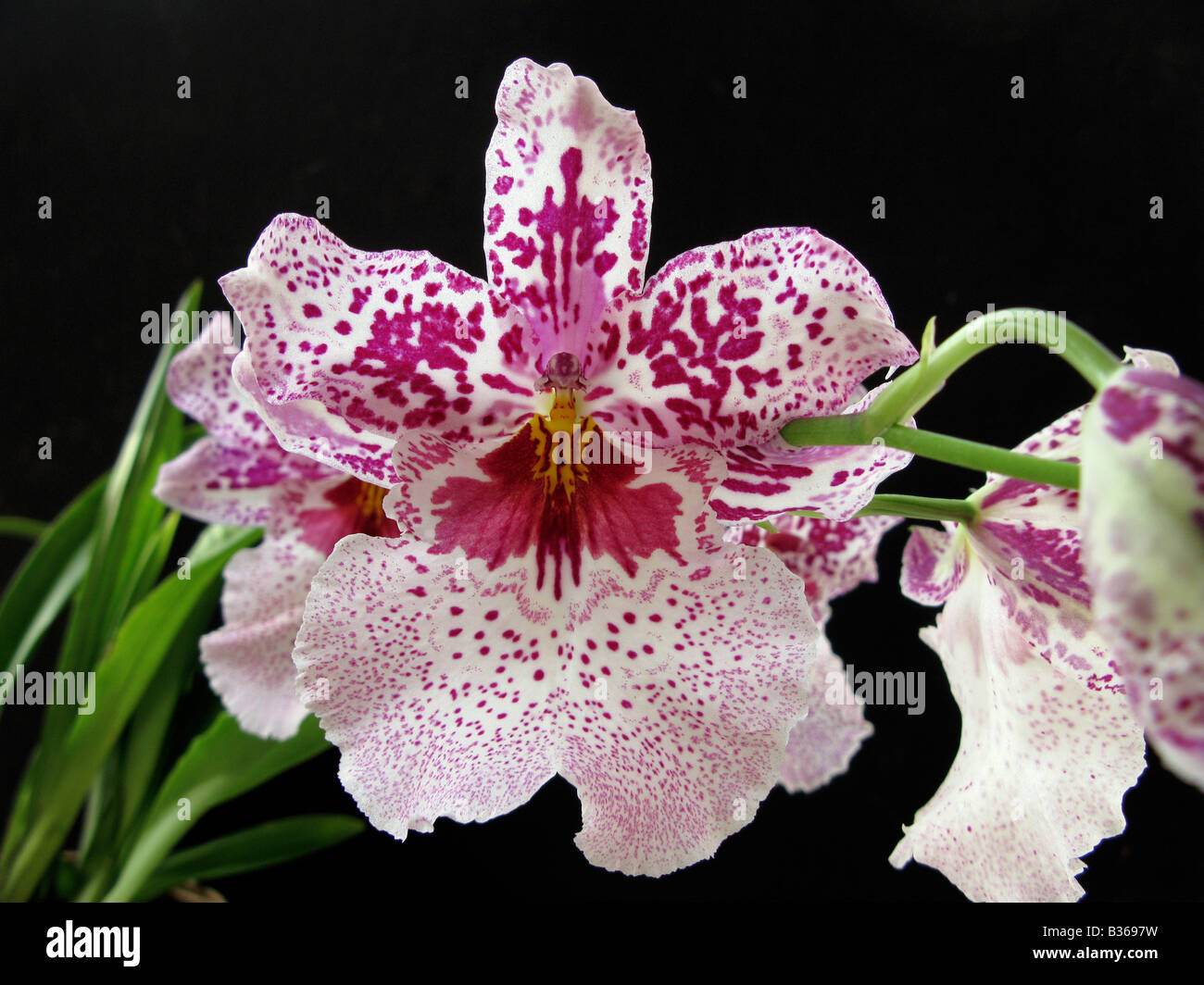 Orchid close up Odtna. Susan Boqdanow `Aaismeer'  HCC/AOS Stock Photo